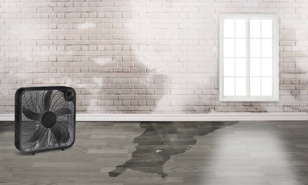 Best Mold removal after water damage  in Addison, IL